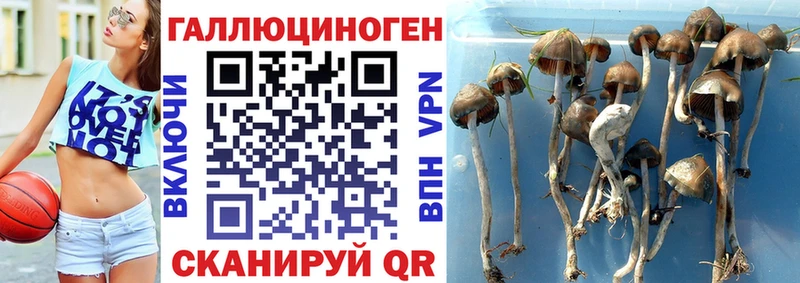 Галлюциногенные грибы Psilocybe  Купить где  Краснообск 